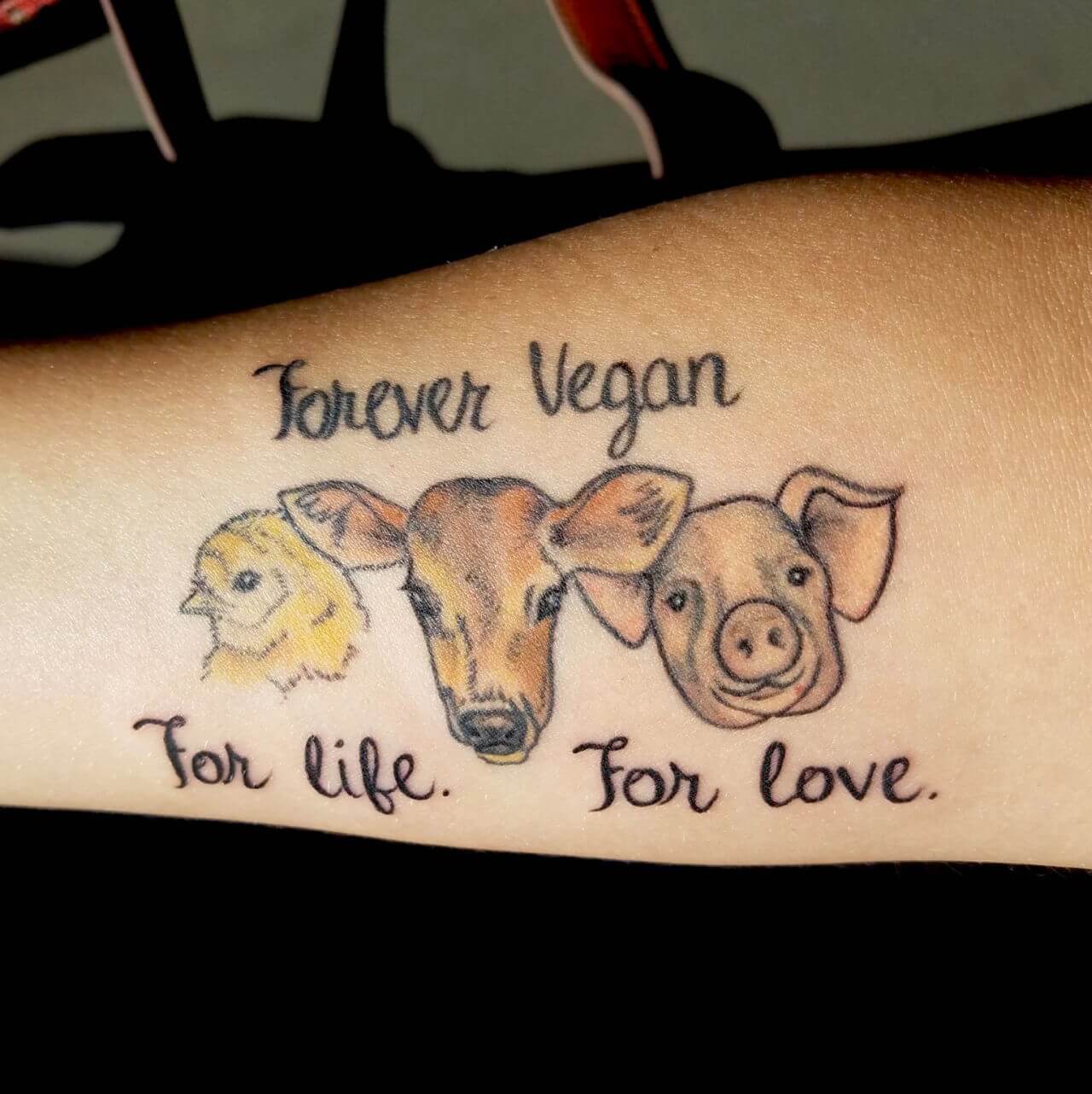 dailyanimalfwd Inky and perky But poor tattooed pigs have animal rights  campaigners sizzling in anger
