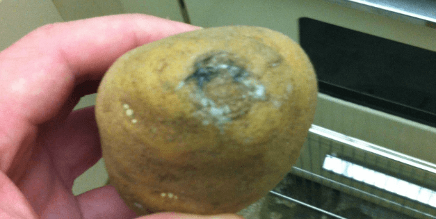 mold on potato