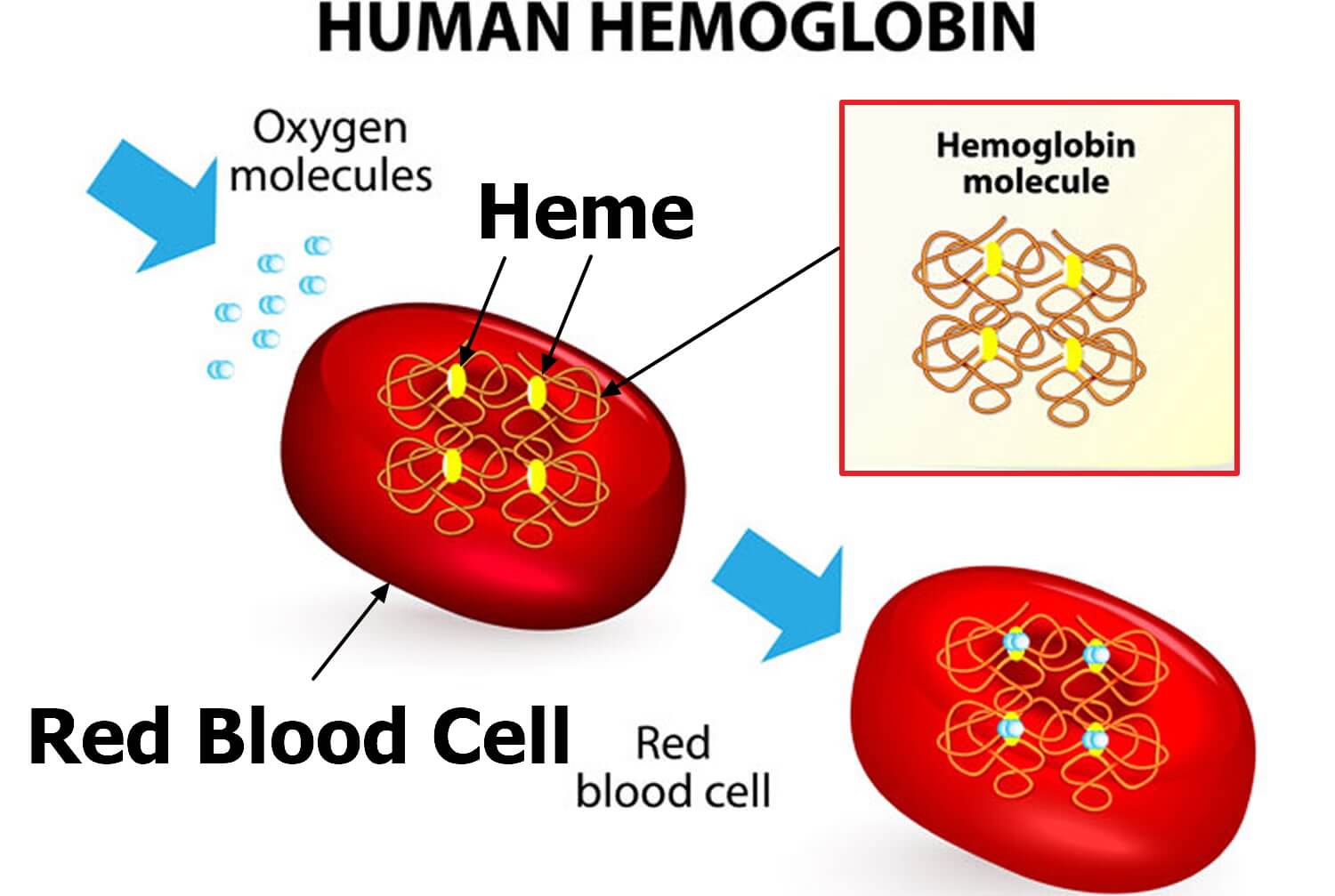 hemoglobin explanation picture